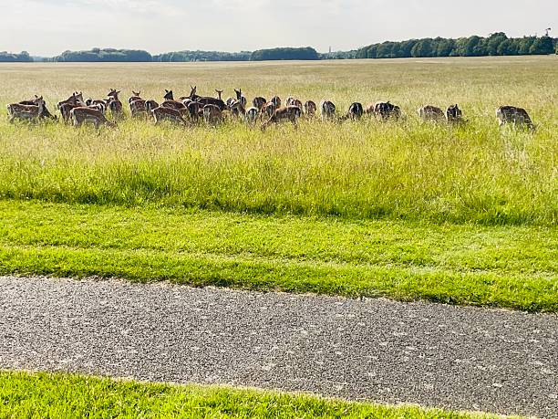 istock Deer grazing peacefully in a golden field beside a quiet path. 2221165176