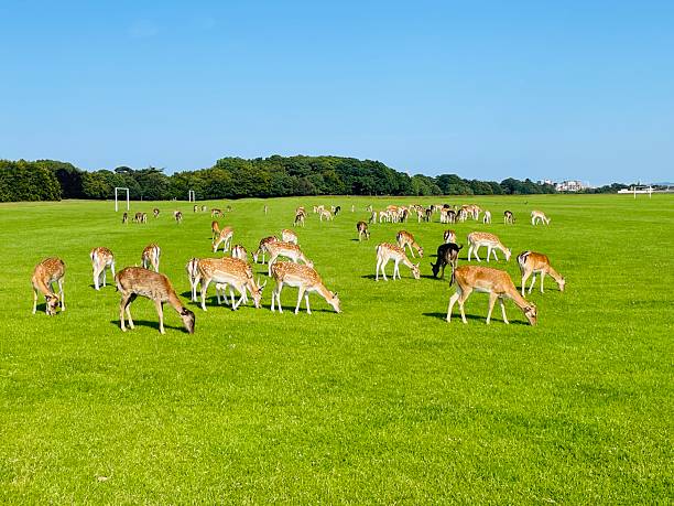 istock A herd of deer grazing in the open field. 2221165303