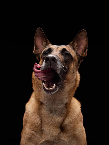 istock Tongue curl and happy face dog 2221165912