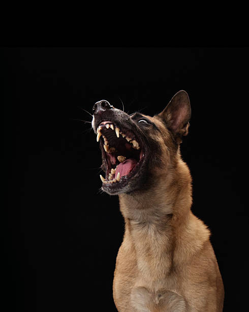 istock Malinois mid-bark trying to catch snack 2221165964