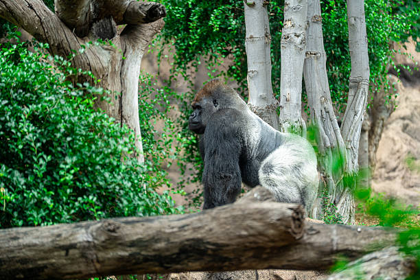 Western Lowland Gorilla ( Gorilla gorilla gorilla ) standing and looking
