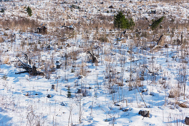 Small trees by the forest under the snow.