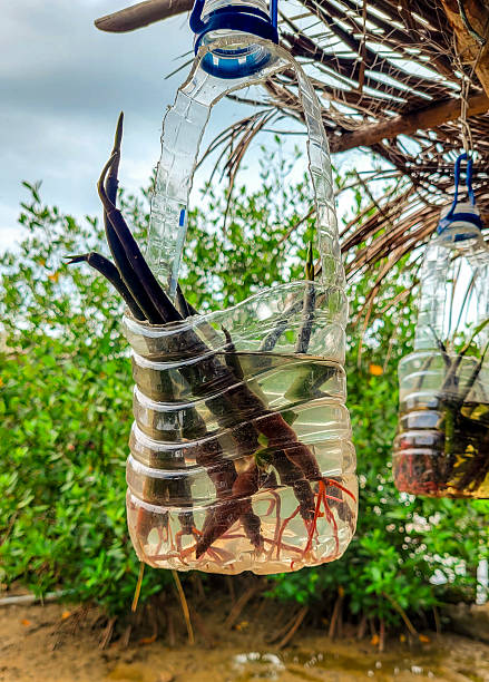 Mangrove Roots in Plastic Bottles