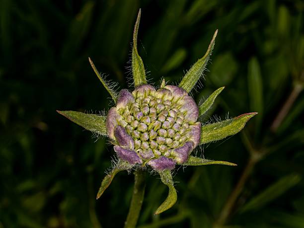 Old And Damaged Pincushion Flower.