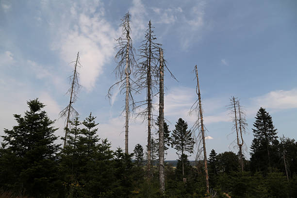 Forest damage in the Hotzenwald, Black Forest near Herrischried, Germany