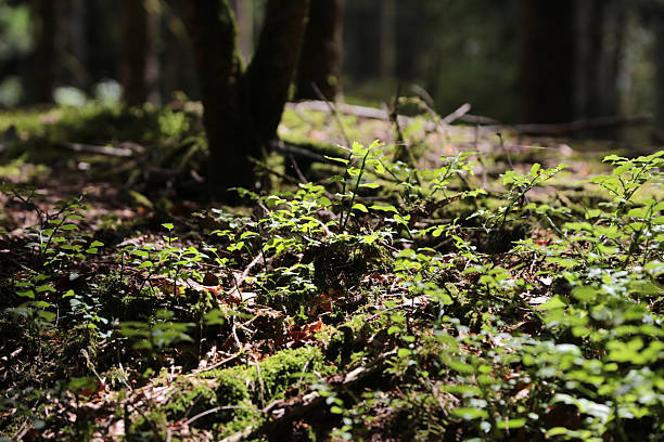 istock Black Forest near Herrischried 2221173766
