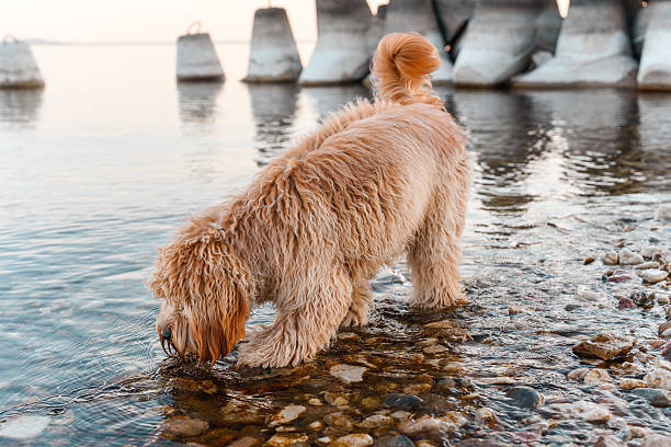 A big curly brown dog drinks water from a river
