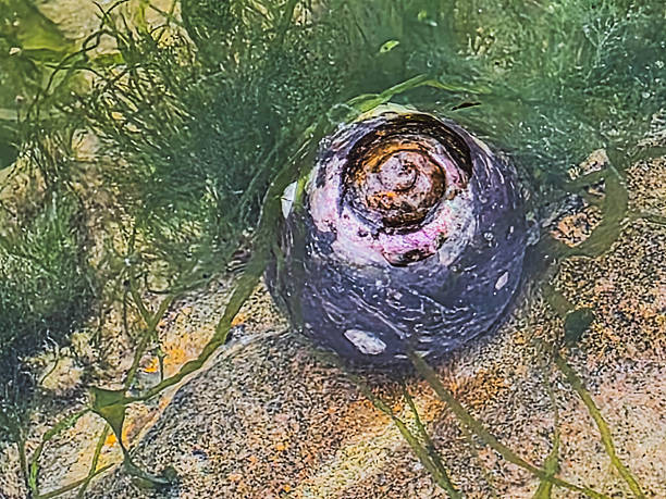 Detailed close-up of PERIWINKLE SNAIL (LITTORINA SAXATILIS) submerged in tidal pool, surrounded by green algae, marine macro photography, intertidal zone habitat.