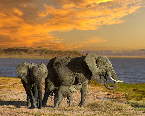 istock Golden hour in Amboseli 2221176205