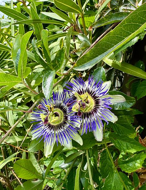 istock Blossoms of Passiflora caerule 2221180735