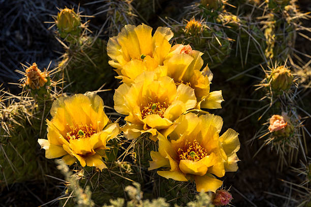istock Flowers in Desert 2221180885