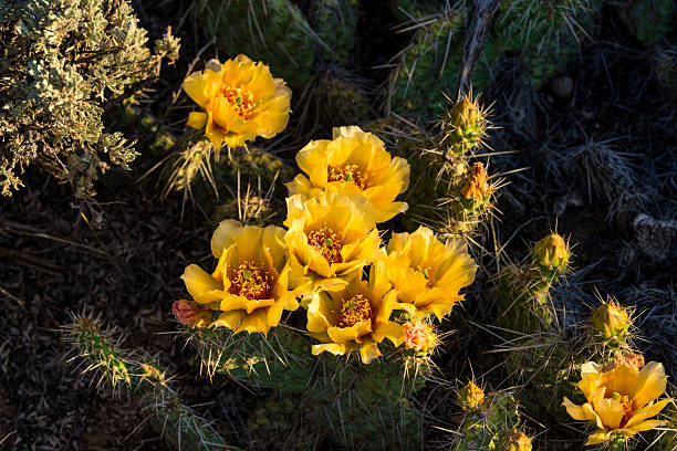istock Flowers in Desert 2221181034