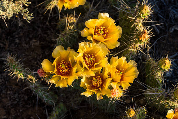 istock Flowers in Desert 2221181180