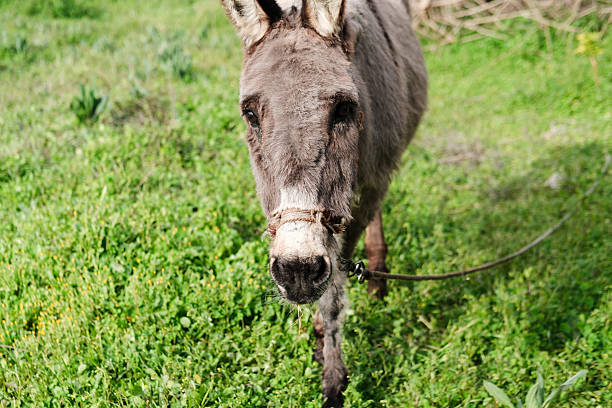 A calm and realistic outdoor scene of a donkey standing still while tied with a rope in a dry countryside environment, waiting patiently for its owner, photographed in natural daylight with earthy tones, sparse vegetation, and a rural background, symbolizing traditional animal keeping, rural life, patience, and quiet moments in nature