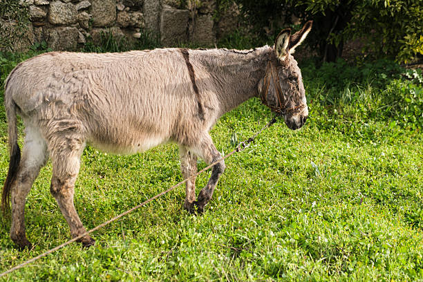 domestic donkey tied at paddock outdoors in green grass