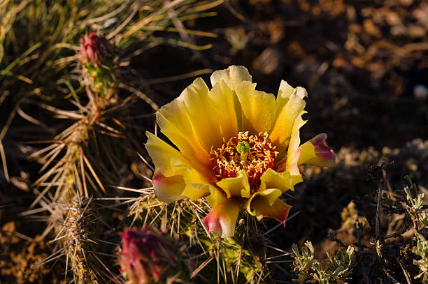 istock Flowers in Desert 2221182499
