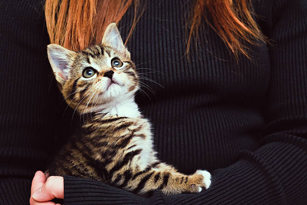 istock Child holding and caring for pet kitten at home 2221182648