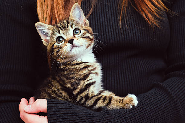 istock Child holding and caring for pet kitten at home 2221182842