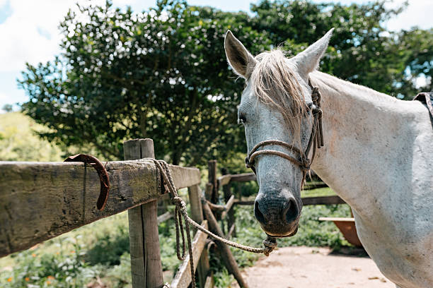 White horse standing in wooden corral