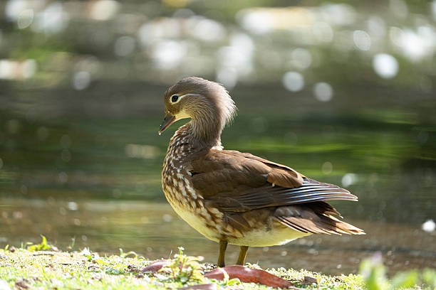 istock Female Mandarin Duck 2221184723