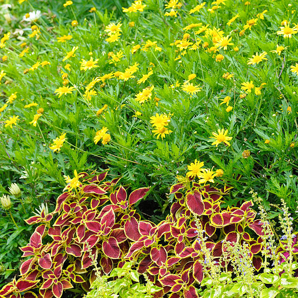 A bright flowerbed with yellow daisies and red geraniums.