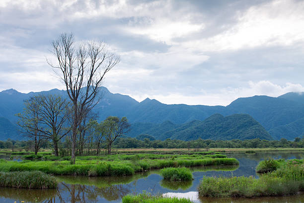 Wetland, swamp, lake surface, calm, paradise, scenery, clouds