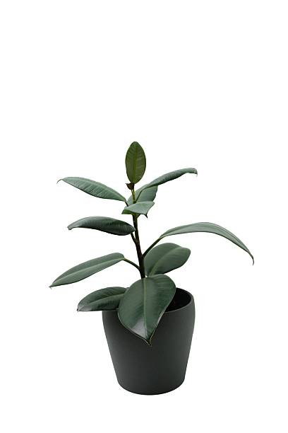 istock ficus with large leaves in a dark grey pot, isolated on transparent background 2221186902