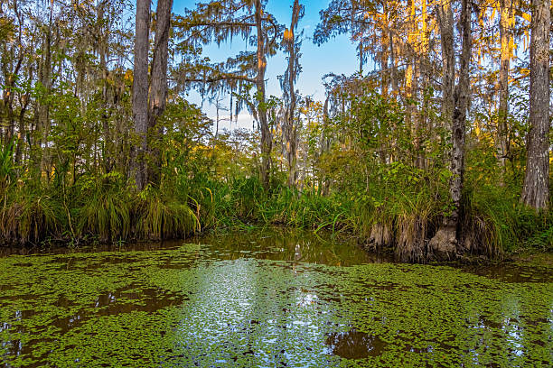istock Louisiana. Swamps on sunset. 2221187917