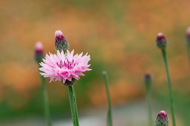 Flower, pink, pink, cornflower, flower bud, spring, summer