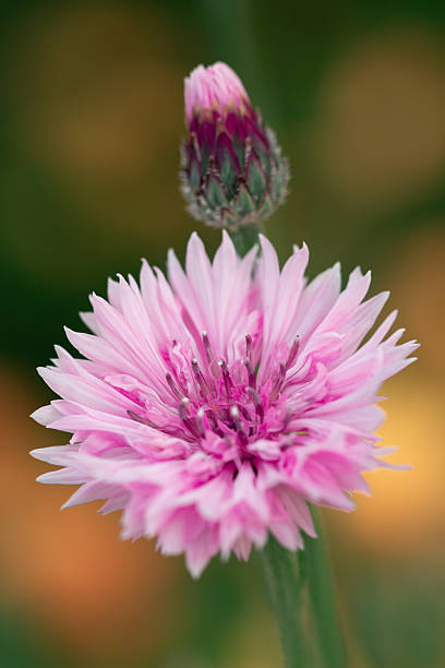 istock Flower, pink, pink, cornflower, flower bud, spring, summer 2221188194