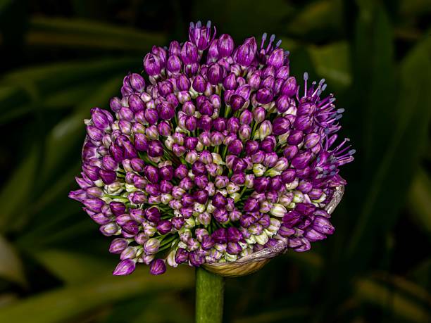 Allium Flower Head's Emergence From Bud.