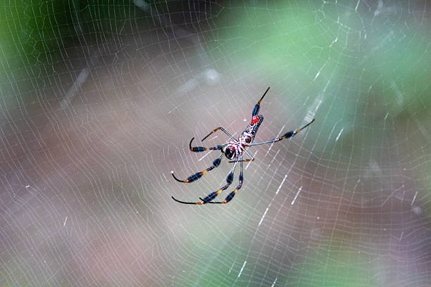istock A vibrant banana spider is centered in its intricate web, showcasing its distinct markings against a soft green background. 2221188284