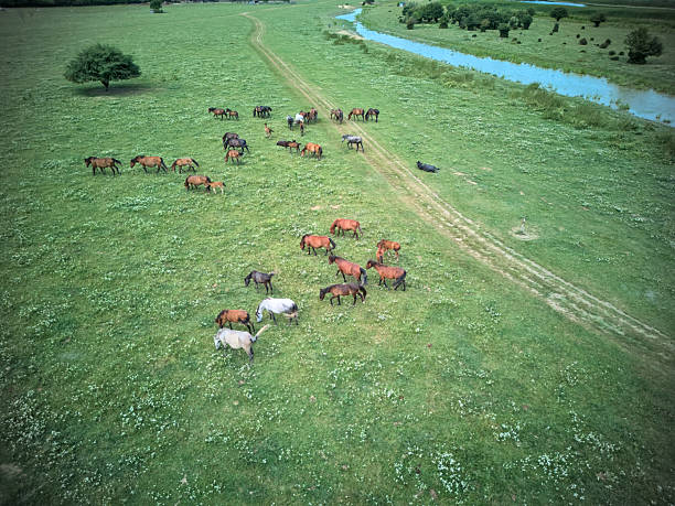 Horses on grassland high angle drone view
