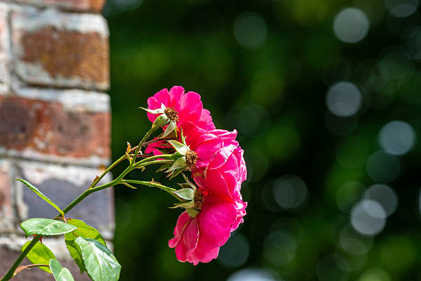 istock Pink Roses Near Brick Wall with Green Bokeh Background 2221189070