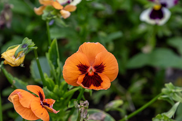 Close-up shot of several pansy flowers, with a prominent orange flower in the center. Other flowers and green foliage fill the background.