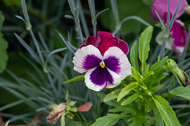 istock Tricolor Viola Flower Close-up with Green Foliage 2221189456
