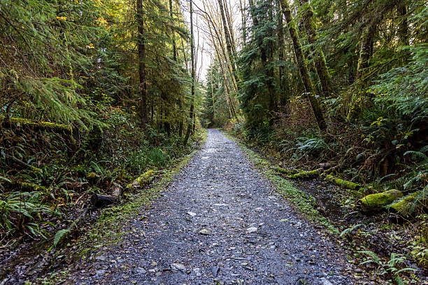 istock Forest Pathway in Port Renfrew on Vancouver Island, BC, Canada 2221189485