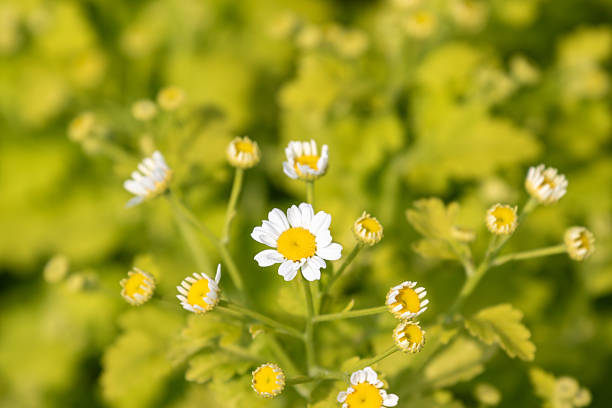 Close-up of daisy-like flowers with white petals and yellow centers, some in bloom, others as buds, against a soft green foliage background.
