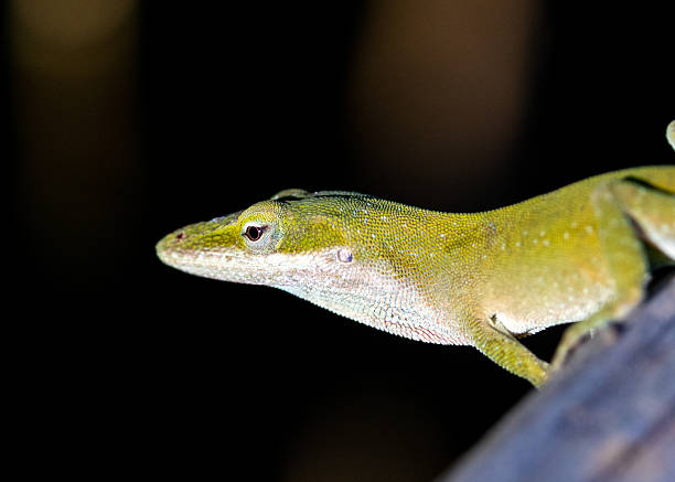 istock A vibrantly colored green anole rests on a dark wooden surface, its head slightly raised, against a dark, out-of-focus background. 2221189510