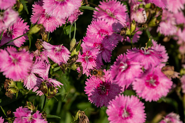 istock Pink Dianthus Flowers with Bee 2221189581