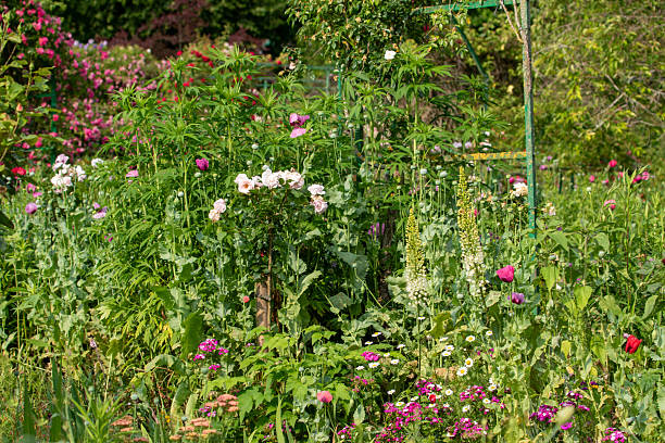 istock Overgrown Garden with Assorted Flowers and Green Foliage 2221189771