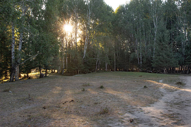 The forest in the morning or evening