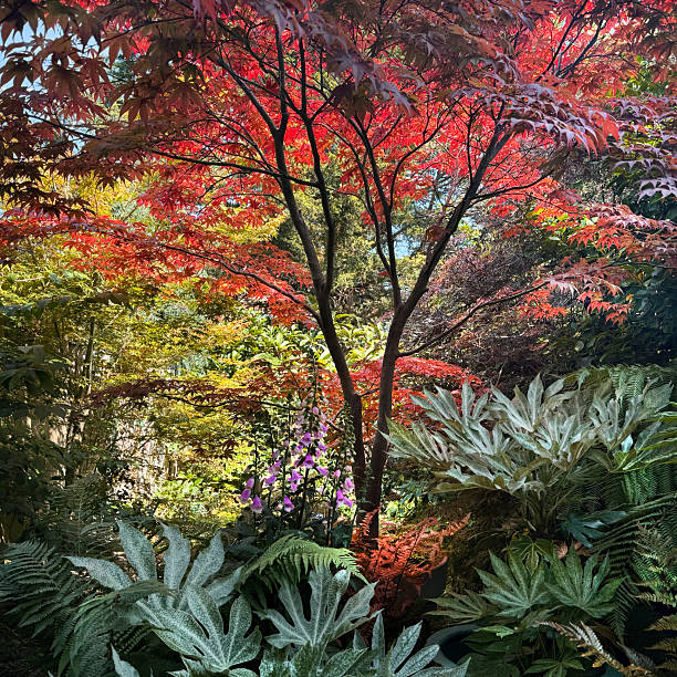 istock Shady corner of  my garden 2221190583