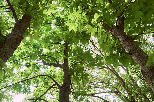 istock Looking up at trees in the season of fresh greenery 2221190831