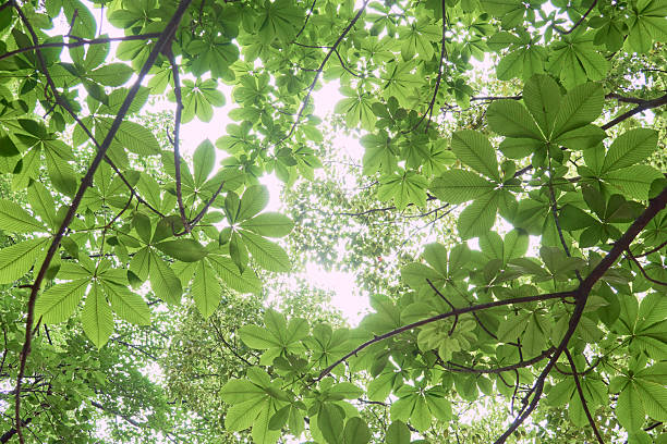 istock Looking up at trees in the season of fresh greenery 2221190832
