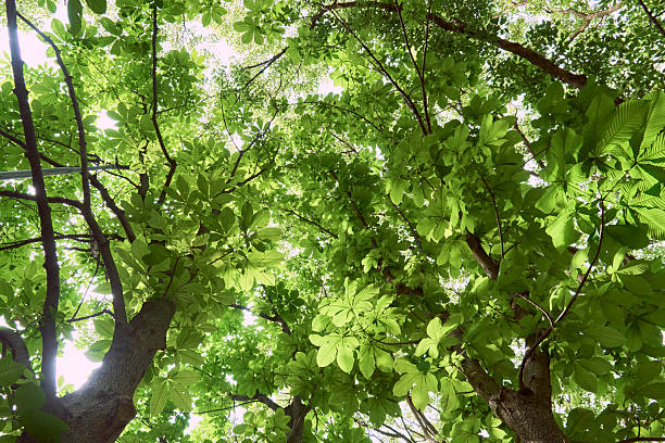 istock Looking up at trees in the season of fresh greenery 2221190836