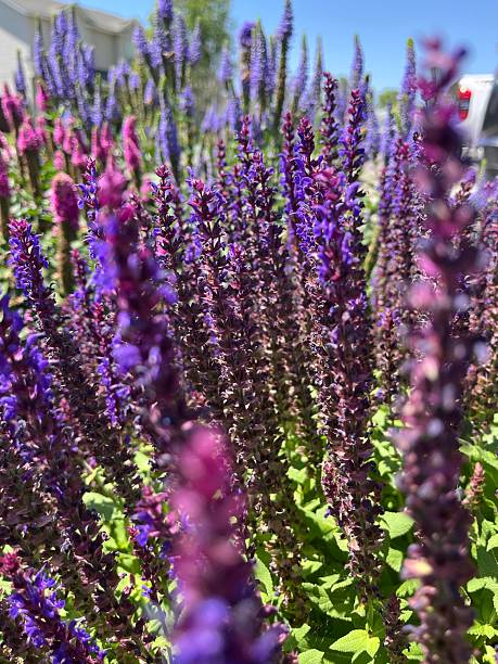 istock Garden lavender flowers 2221192588
