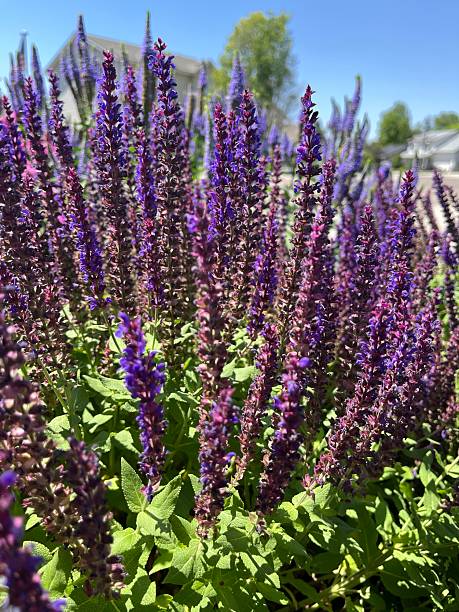 istock Garden lavender flowers 2221192625