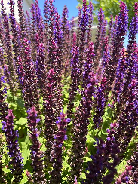 istock Garden lavender flowers 2221192629