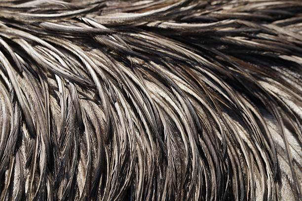 Beautiful abstract colorful white and black feathers on dark background and soft white feather texture on white pattern